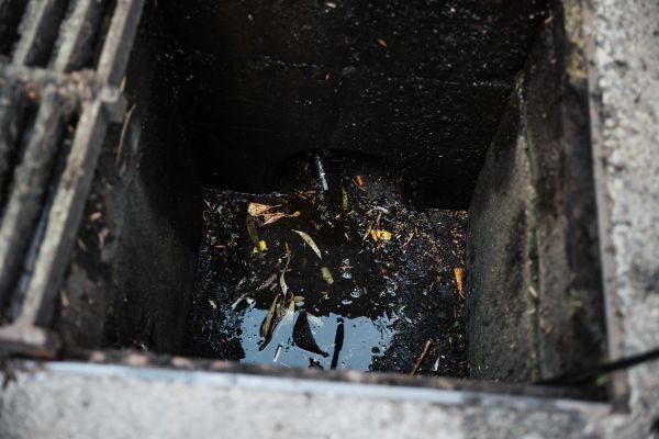 tree root in my pipes