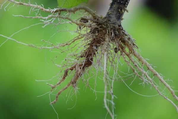 Root Removal Services