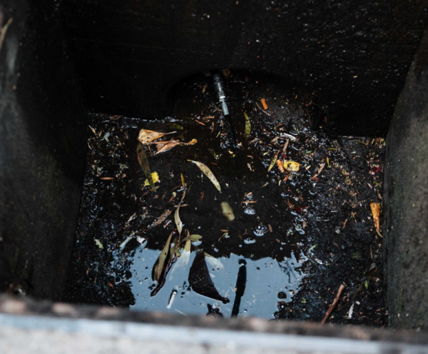 Root Removal Services